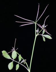 Cardamine heleniae. Inflorescence with cauline leaves and siliques.
 Image: P.B. Heenan © Landcare Research 2019 CC BY 3.0 NZ